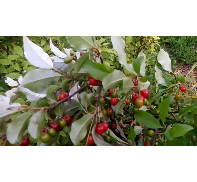 Саженцы гуми сорт "Сахалинский", 2 лет., 60-120 см,пакет 3.5л