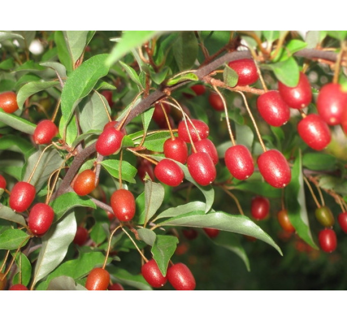 Саженцы гуми сорт "Сахалинский", 2 лет., 60-120 см,пакет 3.5л