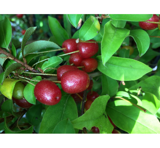 Саженцы гуми сорт Шикотан 2 летние, конт. 1.5 л