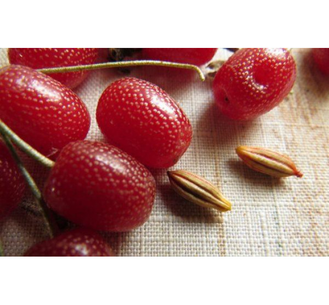 Саженцы гуми сорт Шикотан 2 летние, конт. 1.5 л