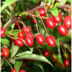 Саженцы гуми сорт Шикотан 2 летние, конт. 1.5 л