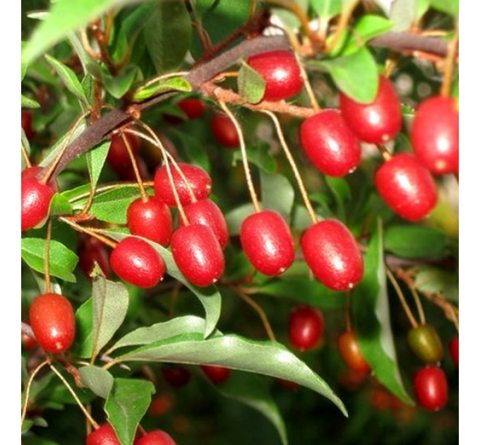 Саженцы гуми сорт Шикотан 2 летние, конт. 1.5 л