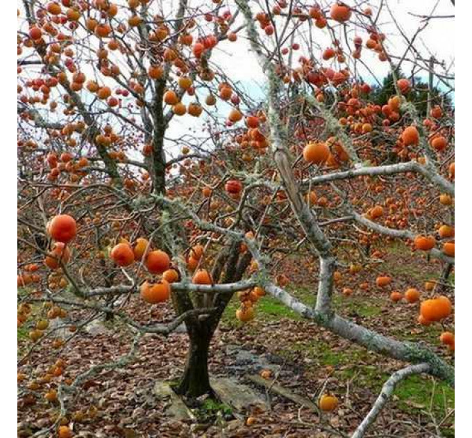 Хурма сорт "Виргинская" крупноплодная 1 летняя (полупакованная)