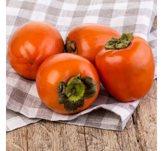 Хурма сорт "Виргинская" крупноплодная 1 летняя (полупакованная)