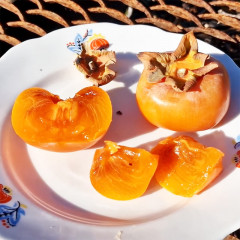 Саженцы хурмы сорт Дар Софиевки 1 летние (полупакованние)