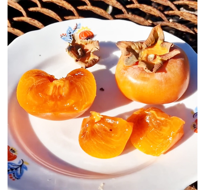 Саджанці хурми сорт Дар Софіївки 1 річні (напівупаковані)