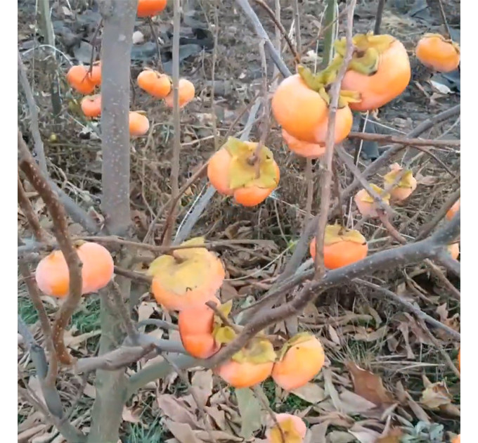 Саджанці хурми сорт Дар Софіївки 1 річні (напівупаковані)