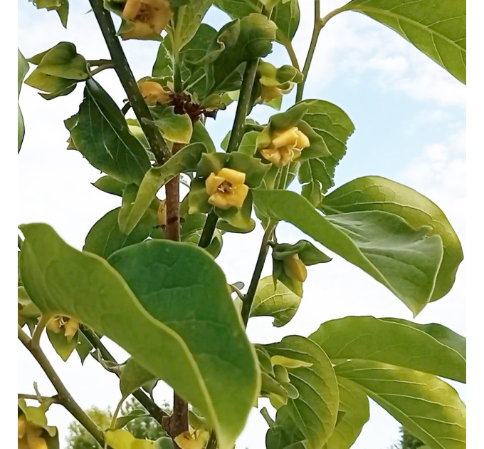 Саджанці хурми сорт Дар Софіївки 1 річні (напівупаковані)