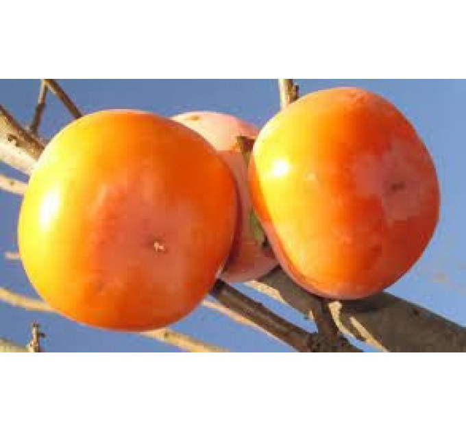 Саженцы хурмы сорт Дар Софиевки 2 летние, полуупакованные