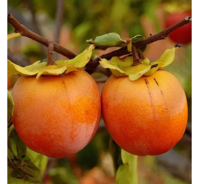 Саженцы хурмы сорт Дар Софиевки 2 летние, полуупакованные