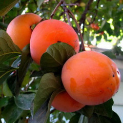 Саженцы хурмы Божий дар 2 летние, конт. 2 л