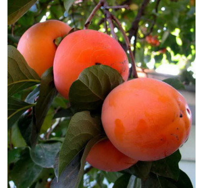 Саженцы хурмы Божий дар 2 летние, конт. 2 л