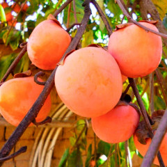 Саженцы хурмы Дар Софиевки 2 летние, конт. 2 л