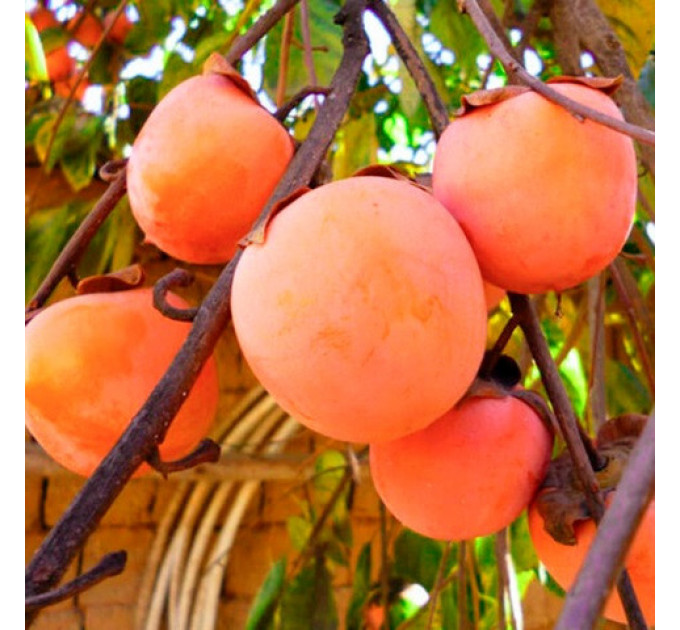 Саженцы хурмы Дар Софиевки 2 летние, конт. 2 л