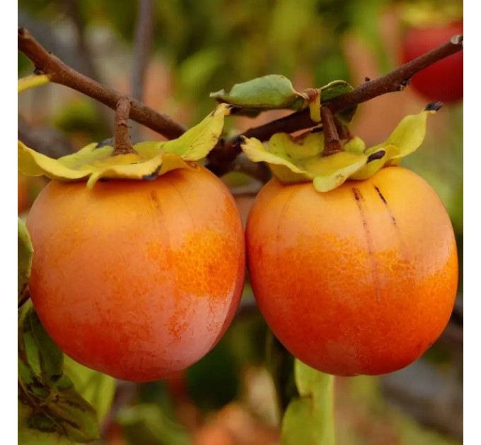 Саженцы хурмы сорт Виргинская крупноплодная 2 летние, конт. 2 л