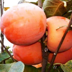 Саженцы хурмы сорт Никитская бордовая, 2 летняя