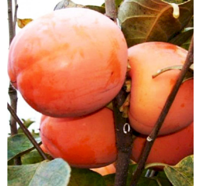 Саженцы хурмы сорт Никитская бордовая, 2 летняя