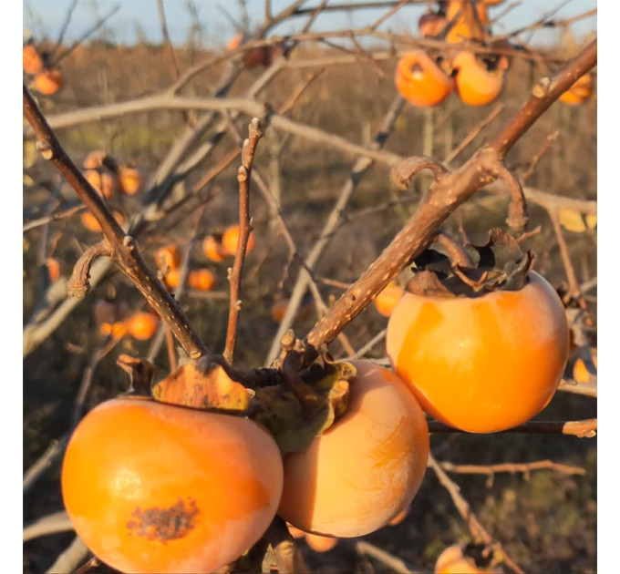 Саджанці хурми сорт Божий дар 1 річні (напівупаковані)