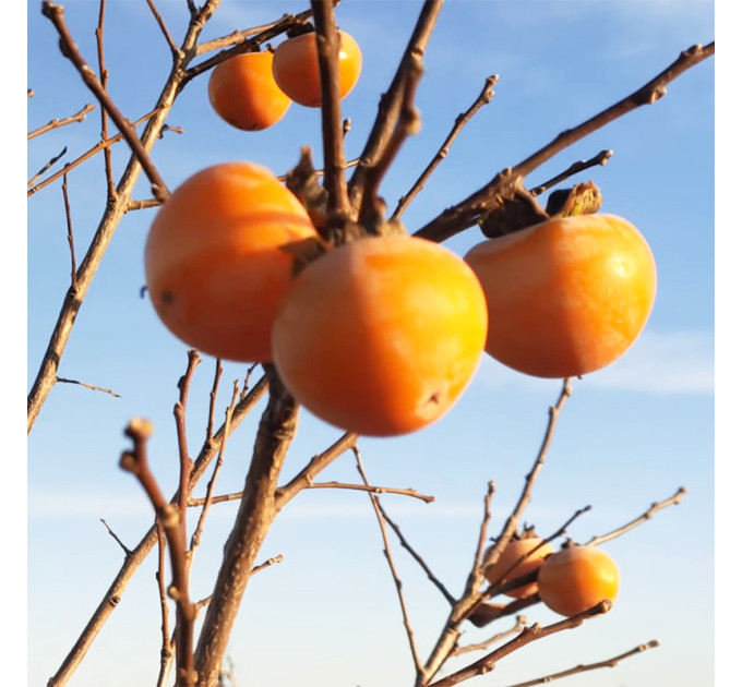 Саджанці хурми сорт Божий дар 1 річні (напівупаковані)