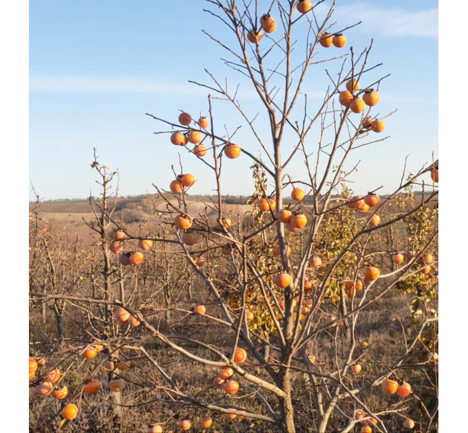 Саджанці хурми сорт Божий дар 1 річні (напівупаковані)
