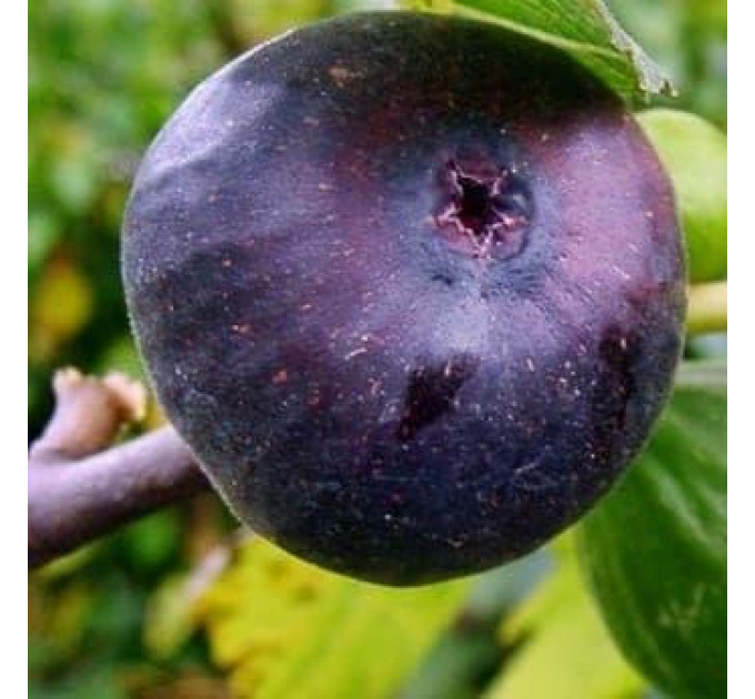 Саженцы инжира сорт Фиолетовый 1 летние, конт. P9