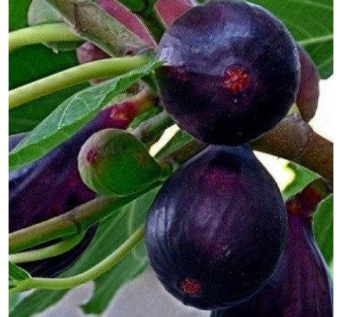 Саженцы инжира сорт Фиолетовый 1 летние, конт. P9