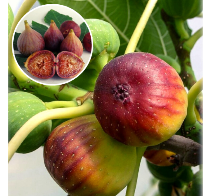 Инжир сорт Браун Туркей, конт. P9