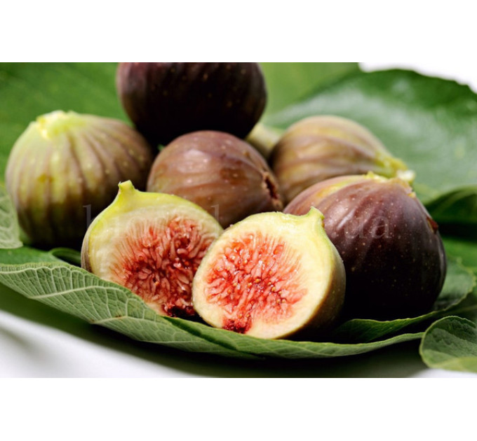 Инжир сорт Браун Туркей, конт. P9