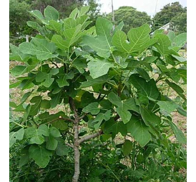 Инжир сорт Браун Туркей, конт. P9