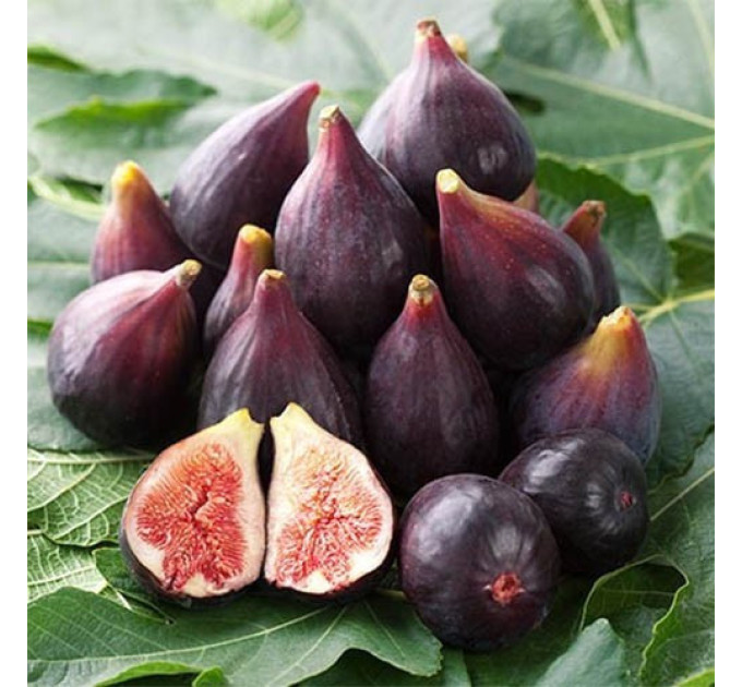 Саженцы инжира сорт Финиковый 2 летние, конт. 5 л