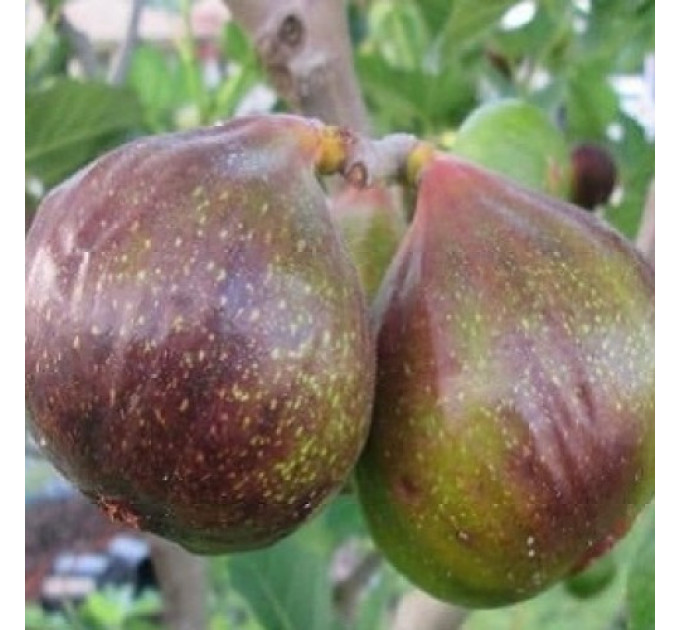 Саджанці інжиру сорт Оlympian 1 річні, конт. P9