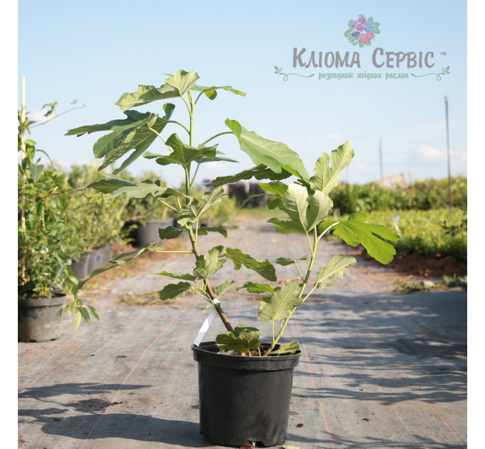 Саженцы инжира сорт Финиковый 2 летние, конт. 5 л