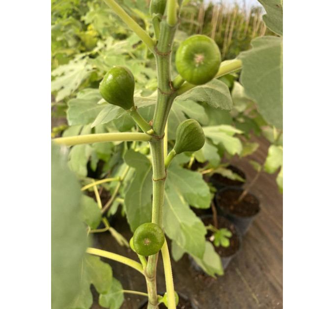 Саженцы инжира сорт Финиковый 2 летние, конт. 5 л