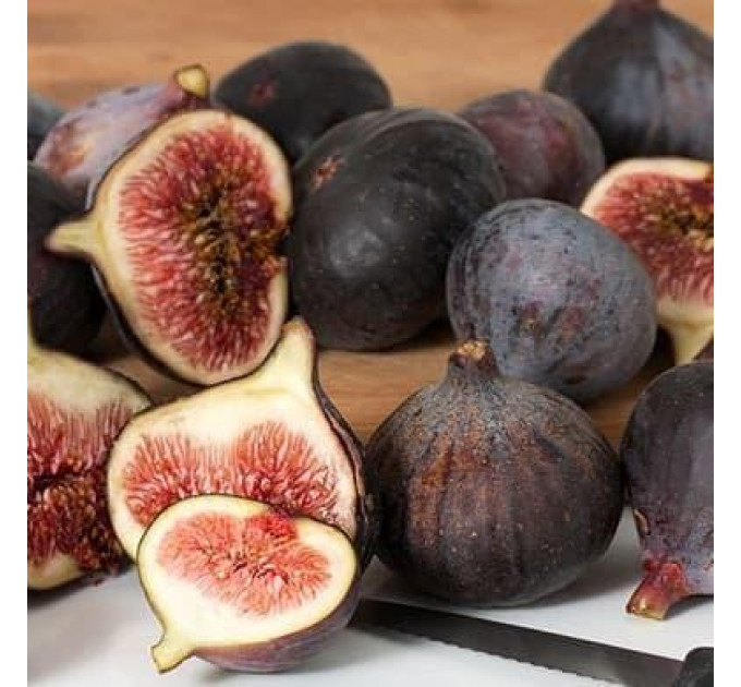 Саджанці інжиру сорт Оlympian 1 річні, конт. P9