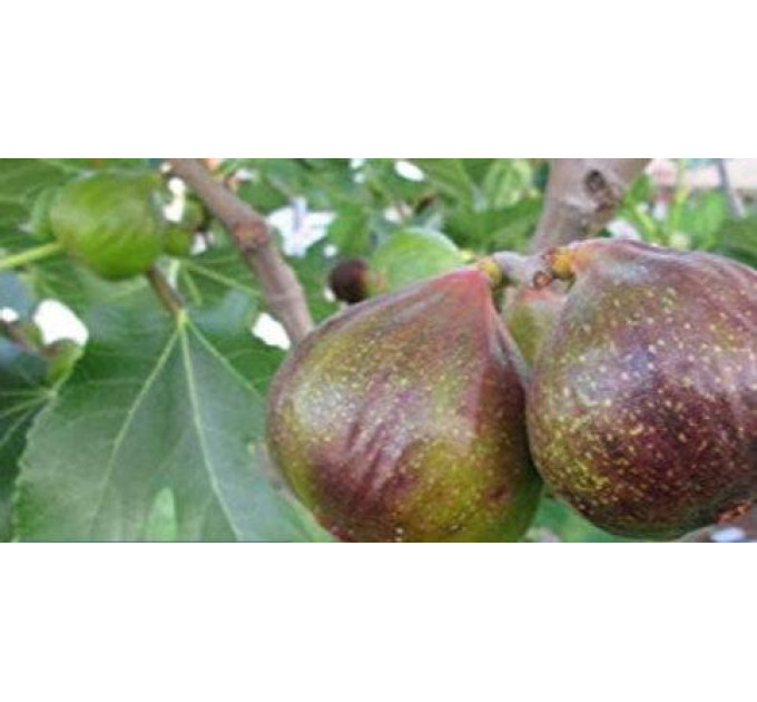 Саджанці інжиру сорт Оlympian 1 річні, конт. P9