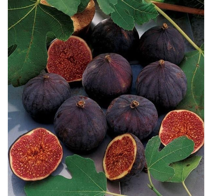 Саженцы инжира сорт Муасон черный Крымский 1 летние, конт. P9