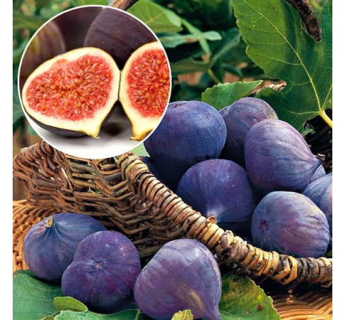 Саженцы инжира сорт Муасон черный Крымский 1 летние, конт. P9