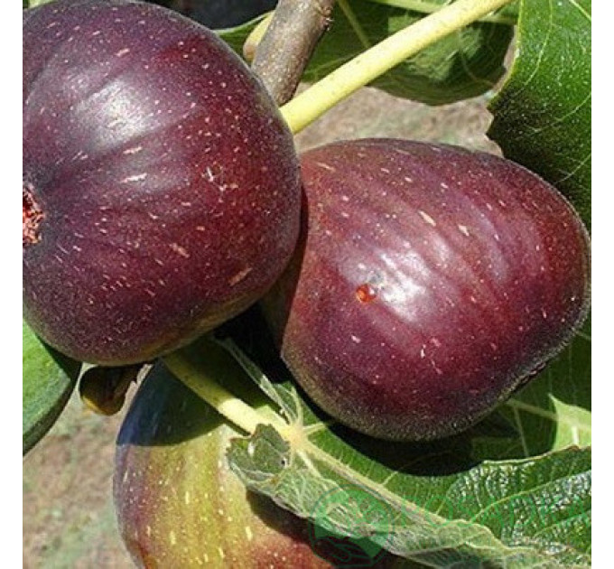 Саженцы инжира сорт Рандино 2 летние, конт. 5 л