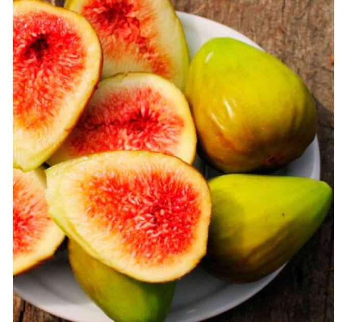 Саженцы инжира сорт Далматский, конт. P9