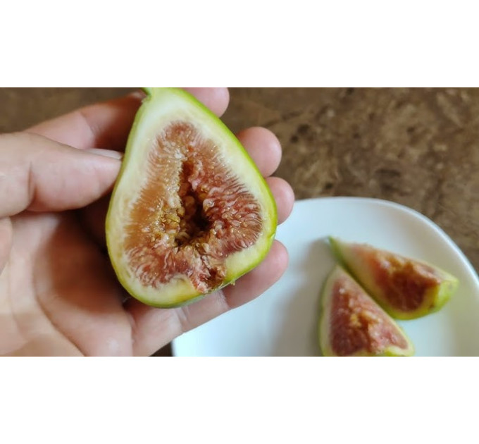 Саженцы инжира сорт Далматский, конт. P9