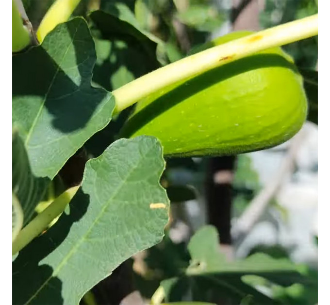 Саженцы инжира сорт Далматский, конт. P9