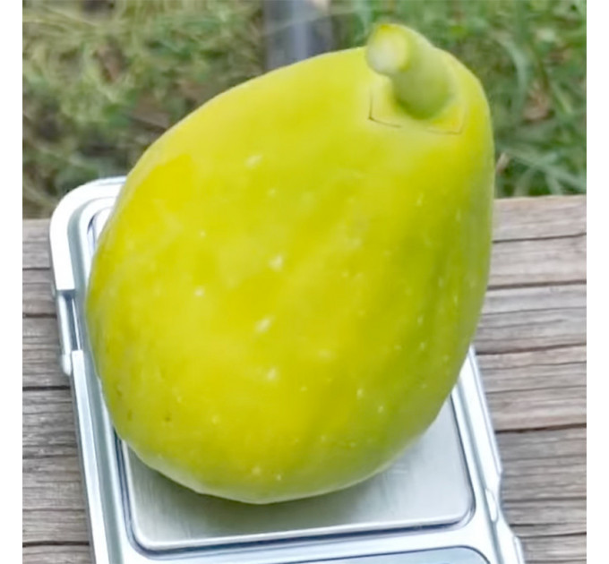 Саженцы инжира сорт Далматский, конт. P9