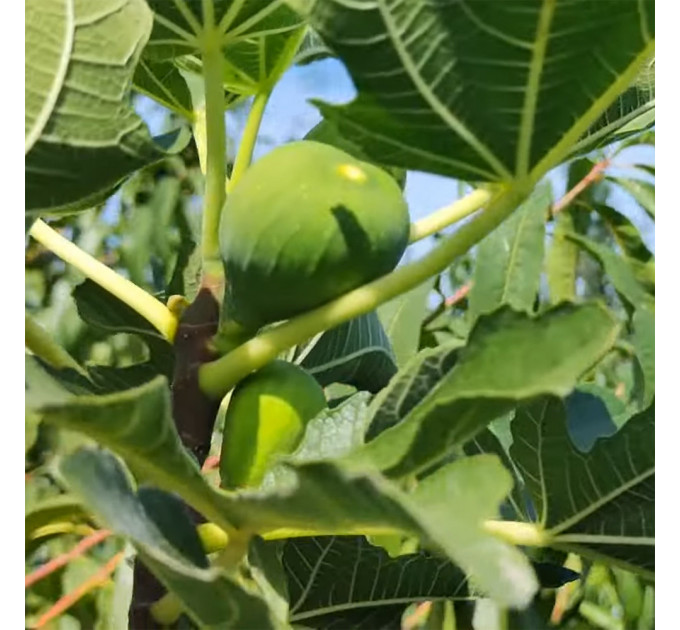 Саженцы инжира сорт Далматский, конт. P9