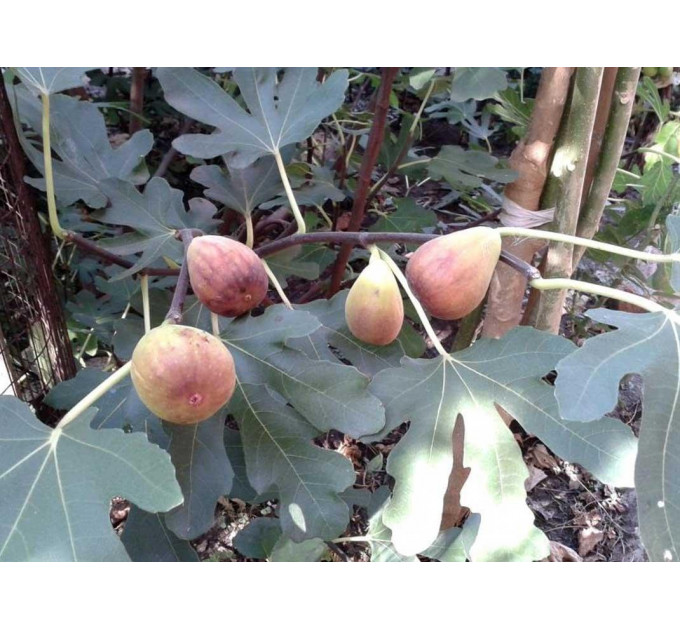 Саженцы инжира сорт Брунсвик