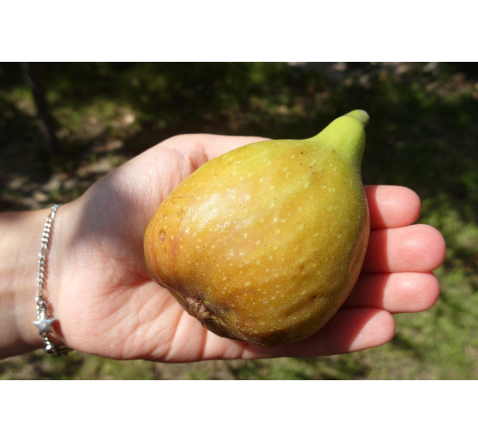 Саженцы инжира сорт Брунсвик