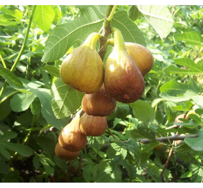 Саженцы инжира сорт Брунсвик