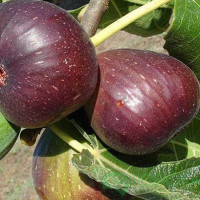 Саженцы инжира сорт Рандино, конт. P9 Саженцы инжира сорт Рандино, конт. P9