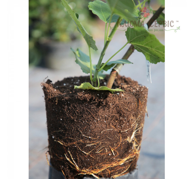 Саженцы инжира сорт Финиковый, конт. P9