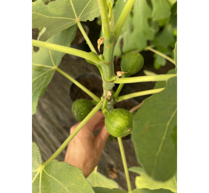 Саженцы инжира сорт Финиковый, конт. P9