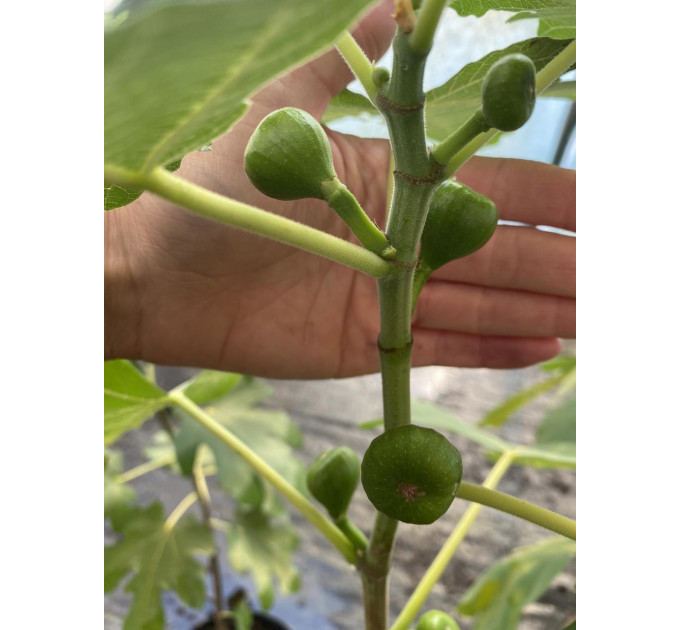 Саженцы инжира сорт Финиковый, конт. P9